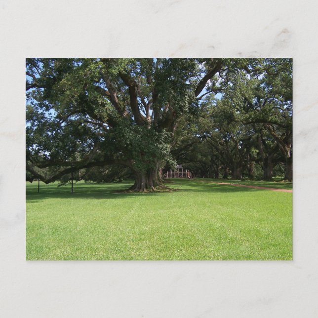 CARTE POSTALE OAK TREE (Devant)