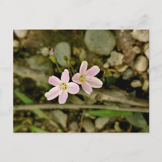 Carte Postale Oakwoods Metropark Springbeauty (Devant)