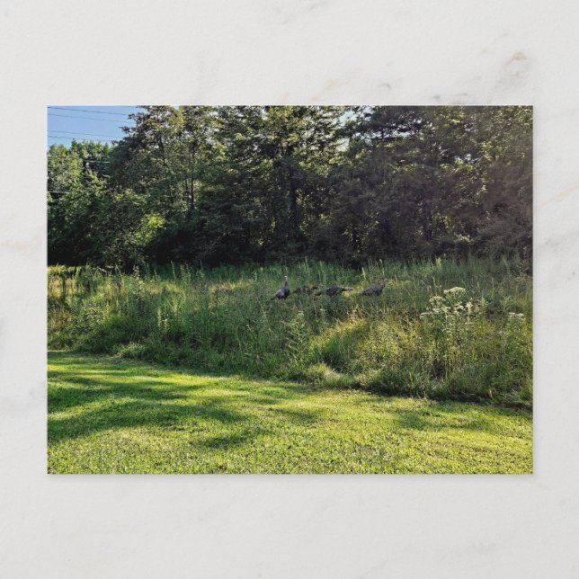 Carte Postale Oakwoods Metropark Turquie Path (Devant)