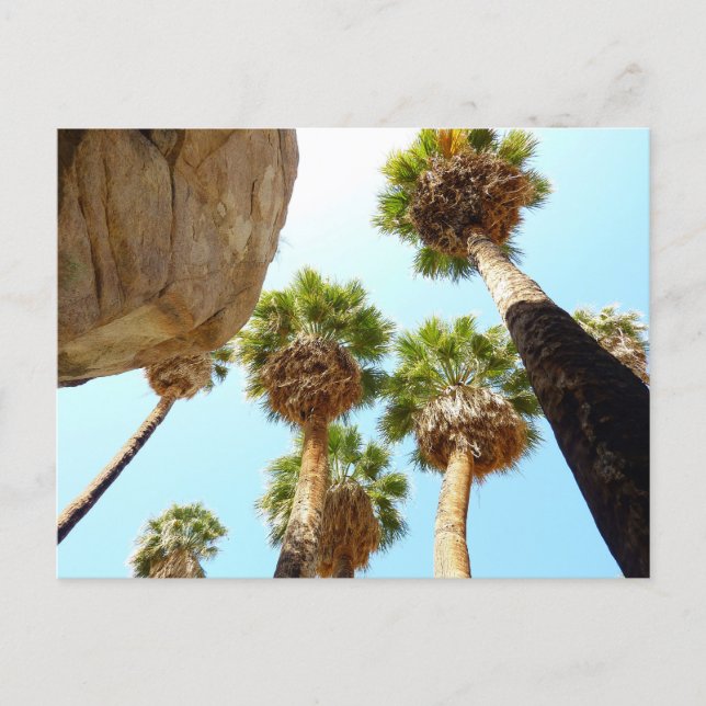 Carte Postale Oasis Palms dans le parc national de Joshua Tree (Devant)