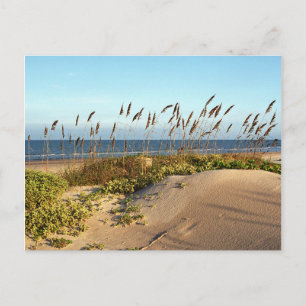 Carte Postale Oats de mer et dunes