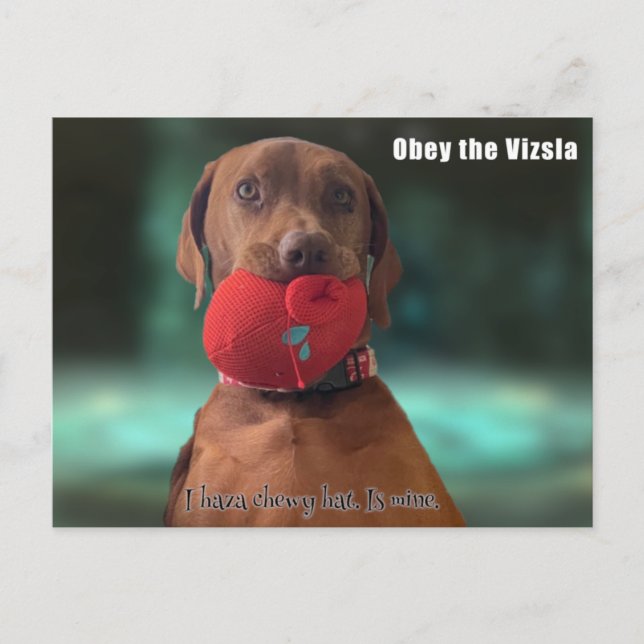 Carte Postale Obéissez à la Vizsla (Devant)