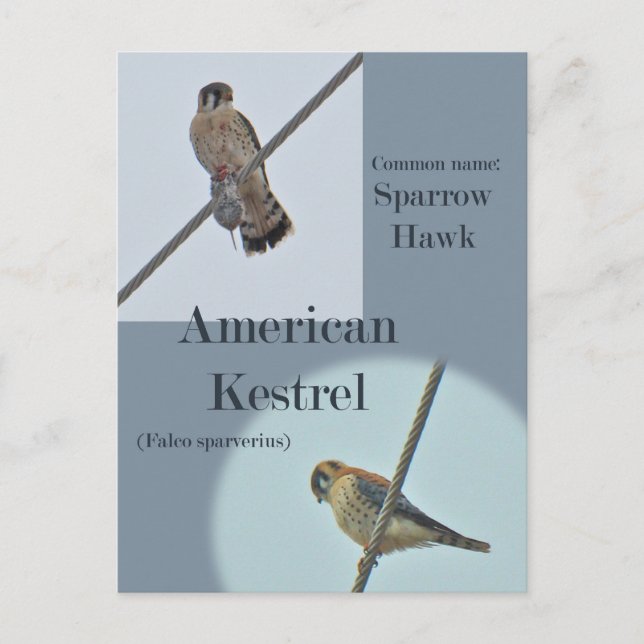 Carte Postale Objets de Kestrel Américain (Falco sparverius) (Devant)