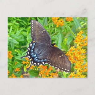 Carte Postale Objets de papillon d'épaisse tige de tigre
