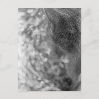 Carte Postale Observation de chats gris