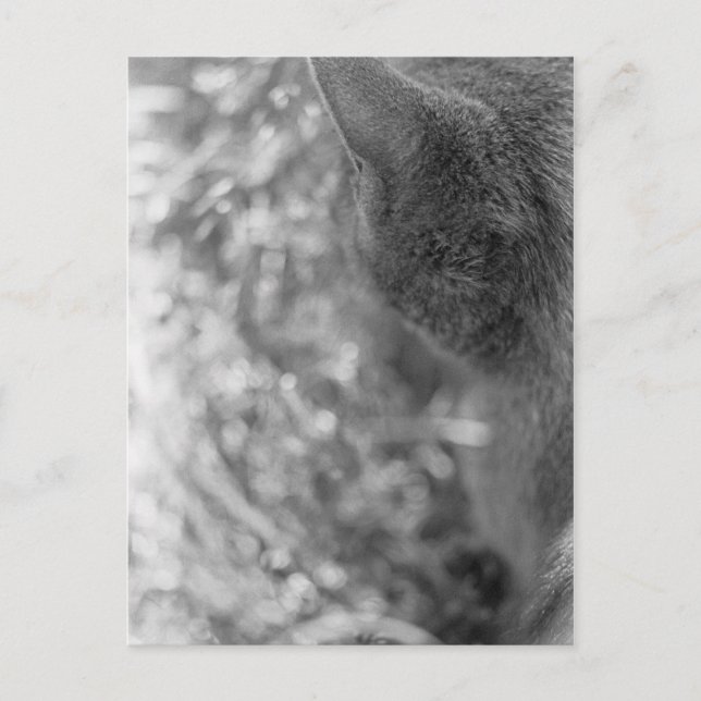 Carte Postale Observation de chats gris (Devant)