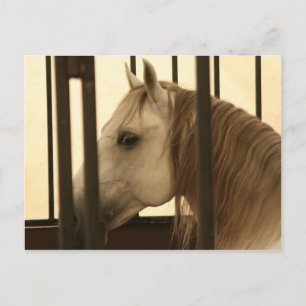 Carte Postale Observation de Stallion