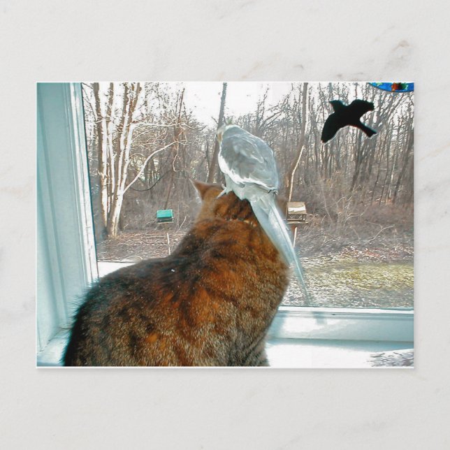 Carte Postale Observation des oiseaux (Devant)