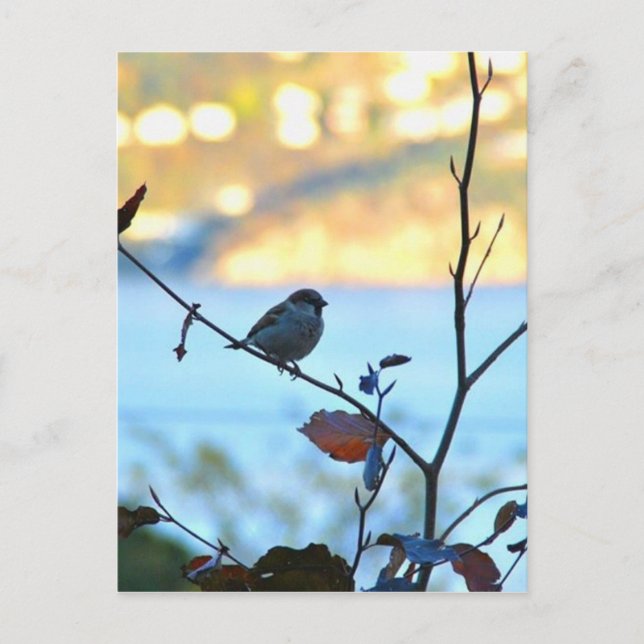 Carte Postale Observation d'oiseaux (Devant)