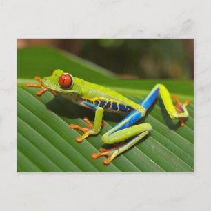 Carte postale observée par rouge de grenouille