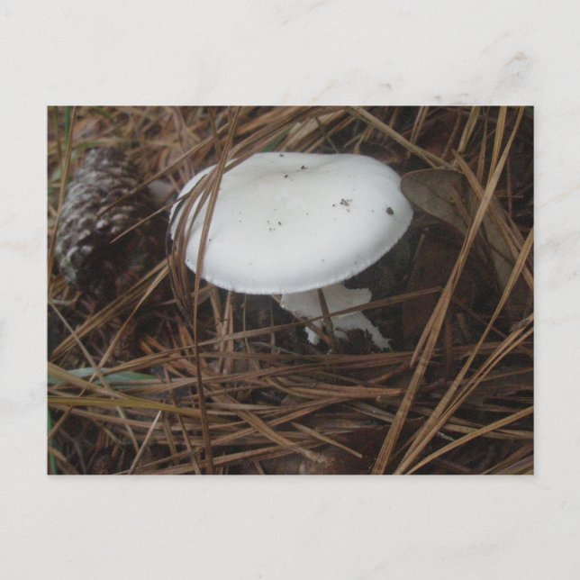 Carte postale OBX aux champignons blancs (Devant)