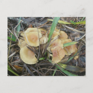 Carte postale OBX aux champignons jaunes