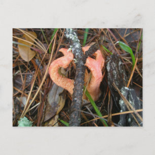 Carte postale OBX du champignon Stinkhorn Colonne