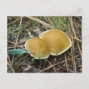 Carte postale OBX Gold Creme Pair