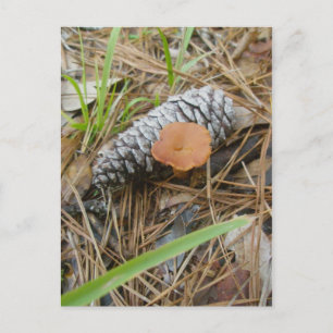Carte postale OBX pour champignons et pinecone