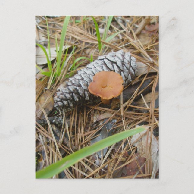 Carte postale OBX pour champignons et pinecone (Devant)