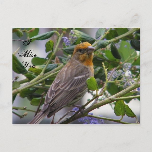 Carte Postale Occasions_ (Devant)