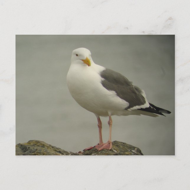 Carte postale occidentale de mouette (Devant)