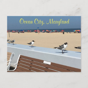 Carte Postale Ocean City Maryland Birds