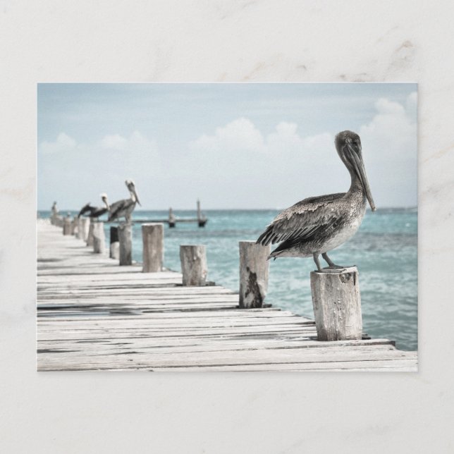 Carte Postale Océan côtier Pélican (Devant)