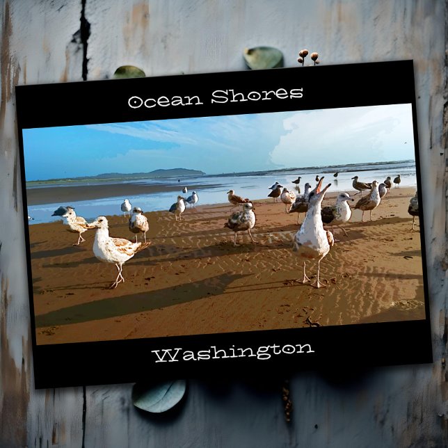 Carte Postale Ocean Shores WA Seagulls Begfor Fries Beach (Stylized picture postcard of Ocean Shores Washington beach with low angle photo of seagulls)