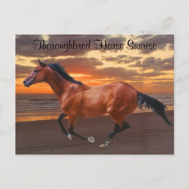 Carte postale Ocean Thoroughbred Horse Sunrise (Devant)