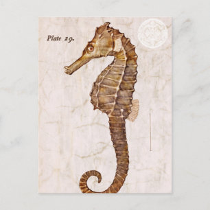 Carte Postale Océan Vintage Sea Horse Créature Seahorse