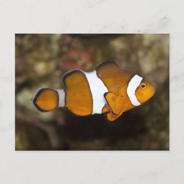 Carte Postale Ocellaris Clowfish (Devant)