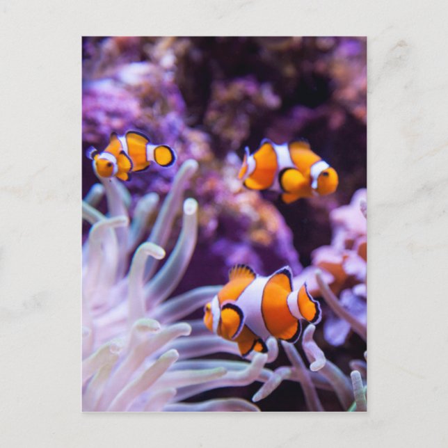 Carte Postale Ocellaris clownfish | Amphiprion ocellaris (Devant)