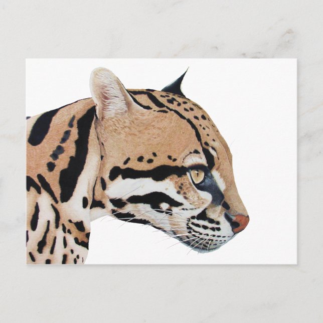 Carte Postale Ocelot (Devant)