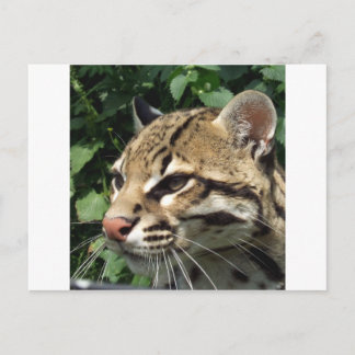 Carte Postale Ocelot