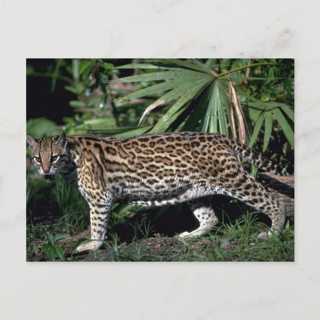 Carte Postale Ocelot (Devant)
