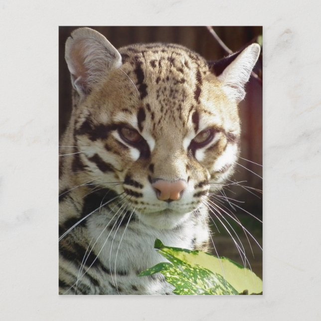 Carte Postale Ocelot (Devant)