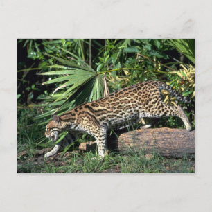 Carte Postale Ocelot