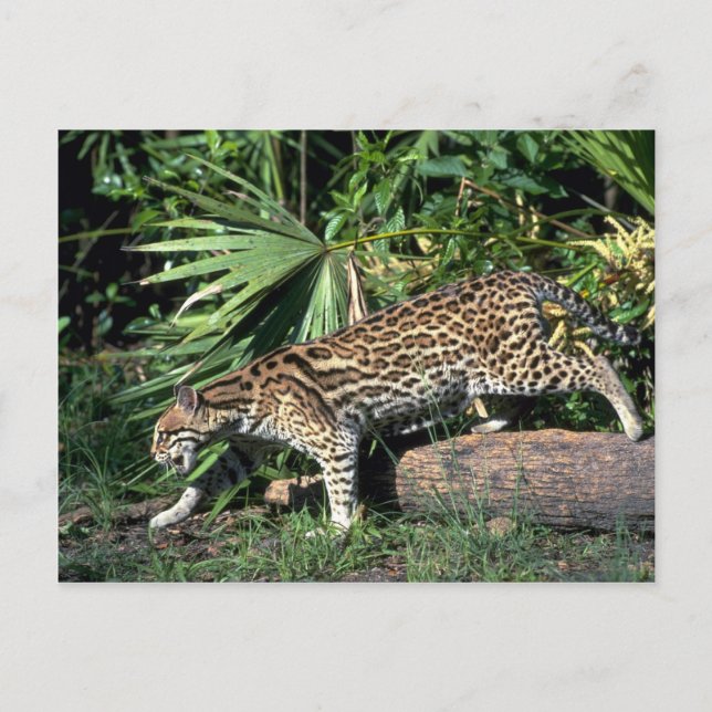Carte Postale Ocelot (Devant)