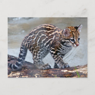 Carte Postale ocelot baby4x6