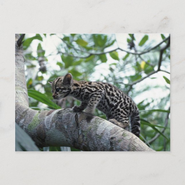 Carte Postale Ocelot-bébé escalade (Devant)