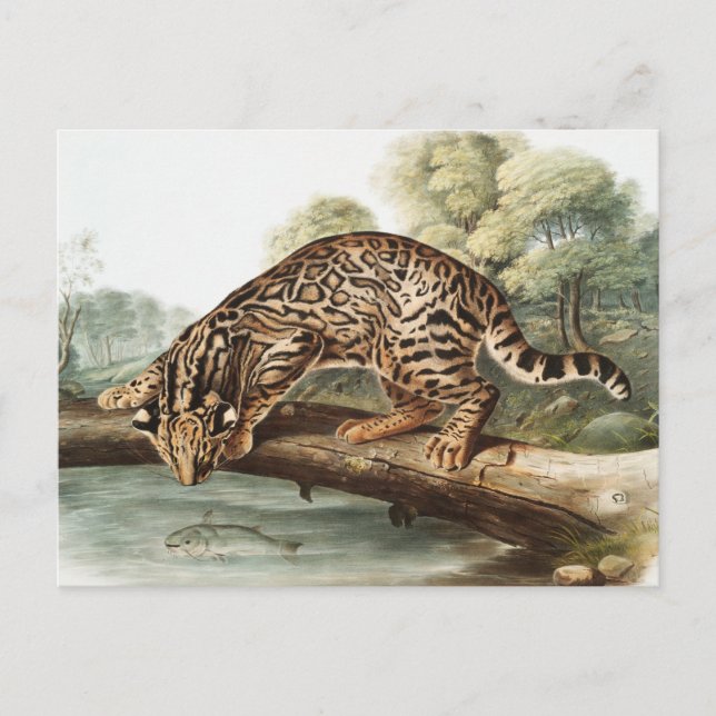 Carte Postale Ocelot, chat léopard (Felis pardalis) Illustration (Devant)