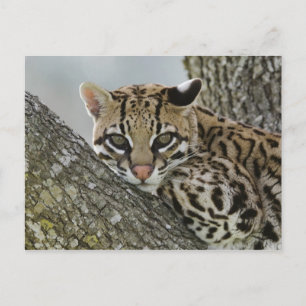 Carte Postale Ocelot, Felis pardalis, captive, female resting 2