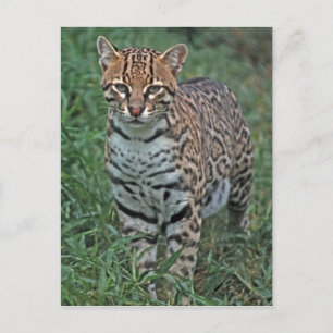 Carte Postale OCELOT Leopardus pardalis) AMÉRIQUE CENTRALE