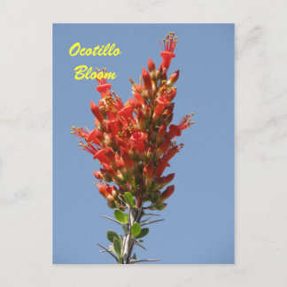 Carte Postale Ocotillo Bloom