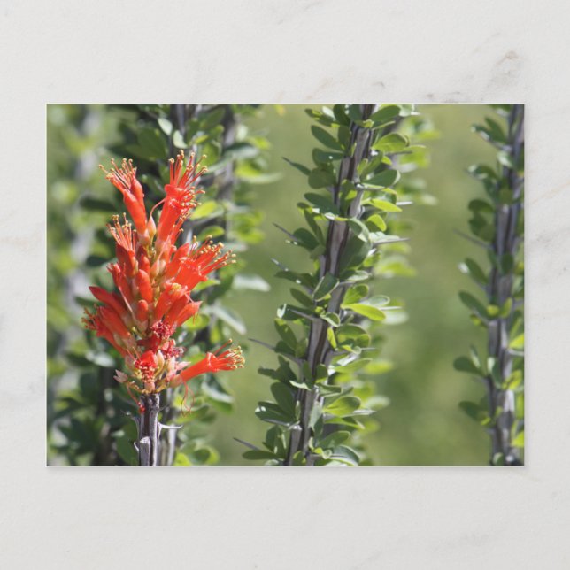 Carte Postale Ocotillo en fleurs (Devant)