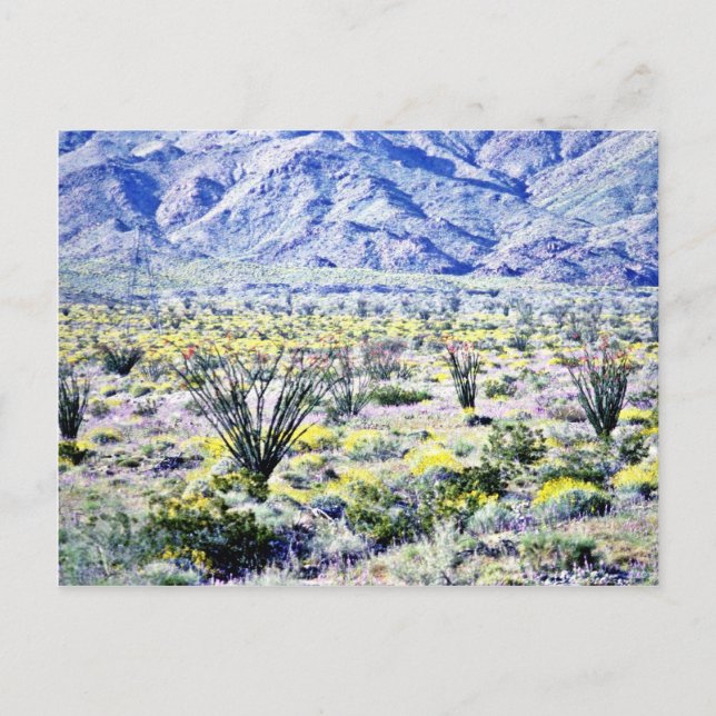 Carte Postale Ocotillo Et Fleurs Du Désert En Fleur (Devant)