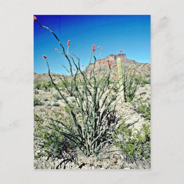 Carte Postale Ocotillo Florant, Butte Derrière (Devant)