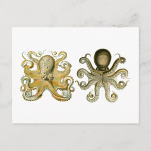 Carte Postale Octopus commun