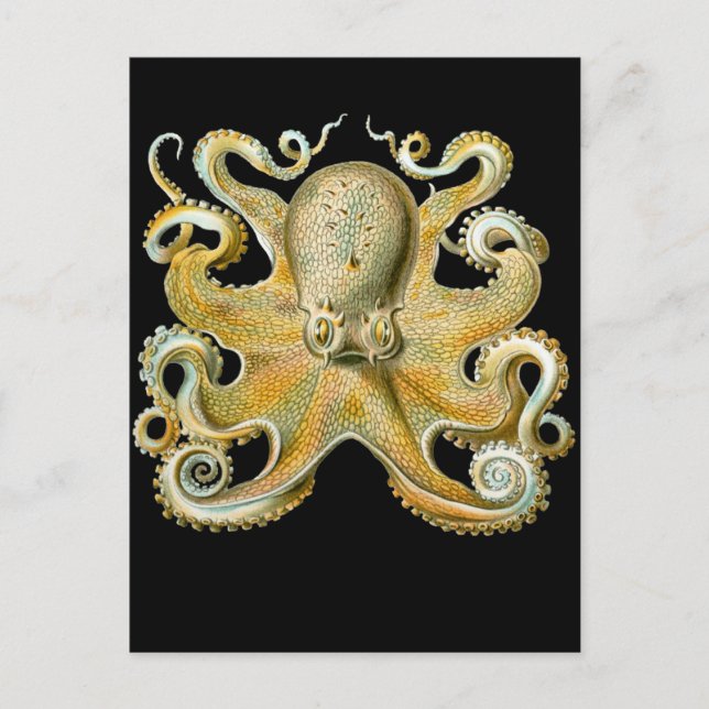 Carte Postale Octopus commun (Devant)