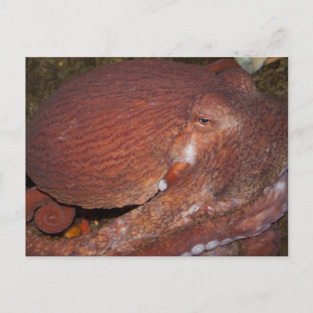 Carte Postale Octopus géant du Pacifique Nord (Devant)