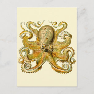 Carte Postale Octopus illustration antique monstre marin