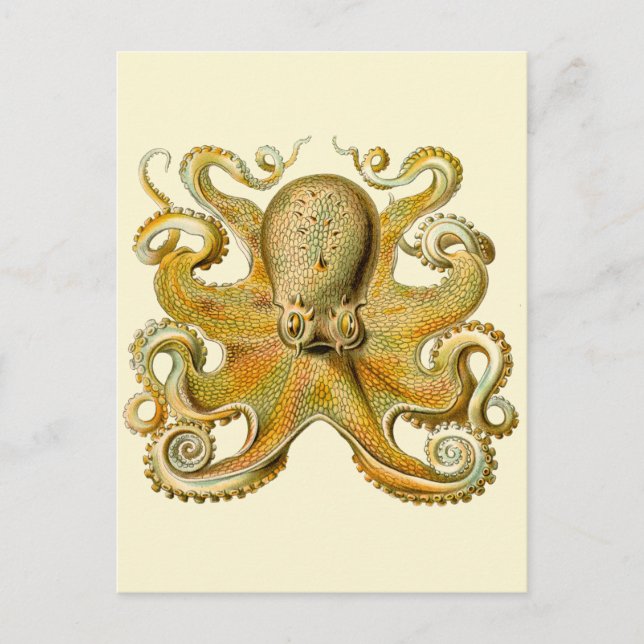 Carte Postale Octopus illustration antique monstre marin (Devant)