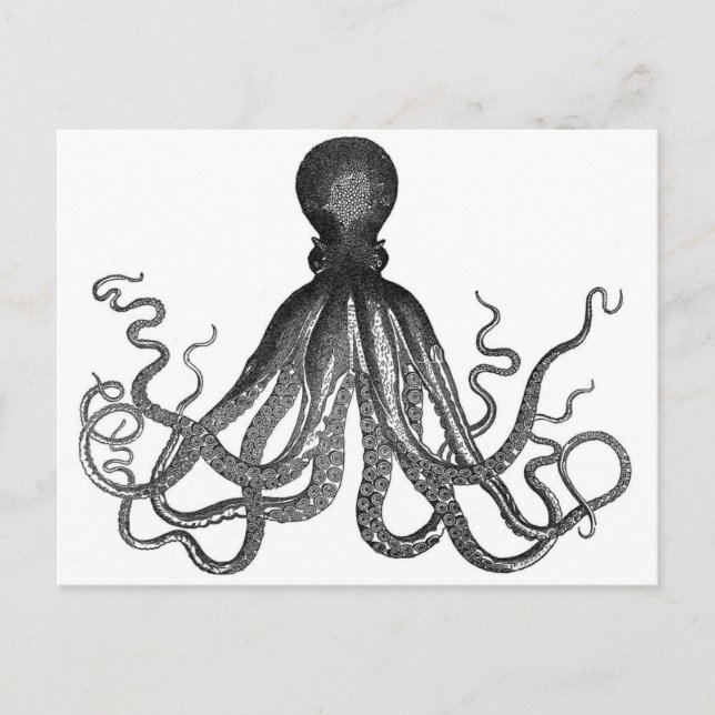 Carte Postale Octopus Postcard (Devant)